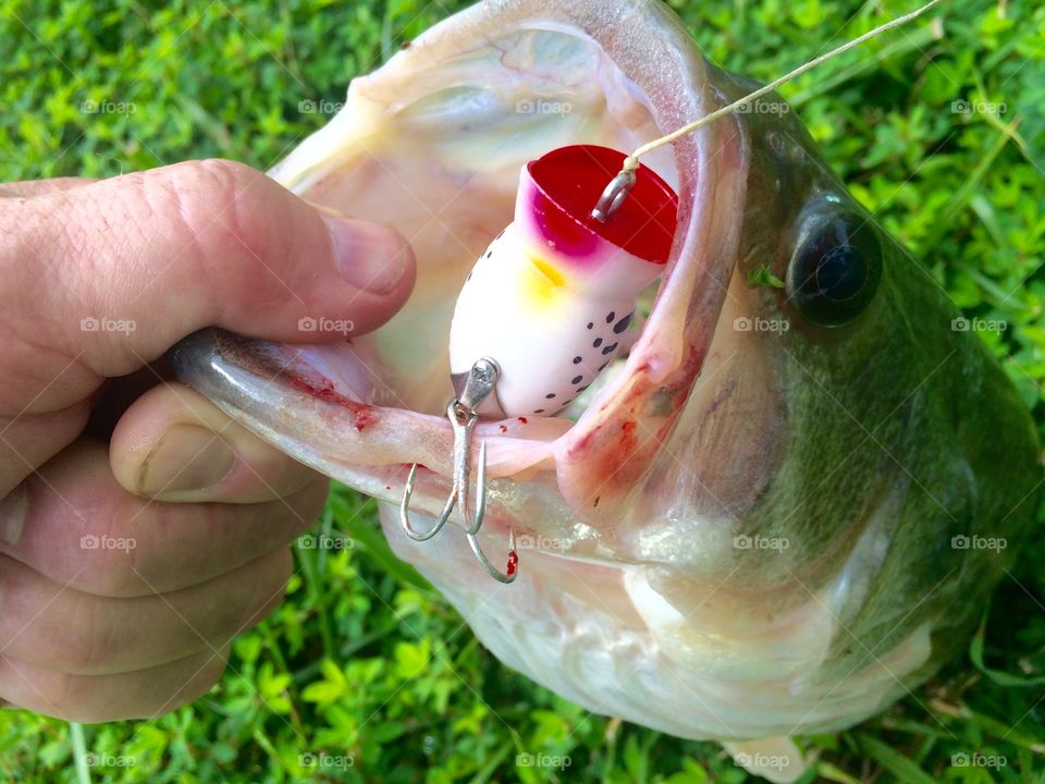 Fish in hands with bait in mouth