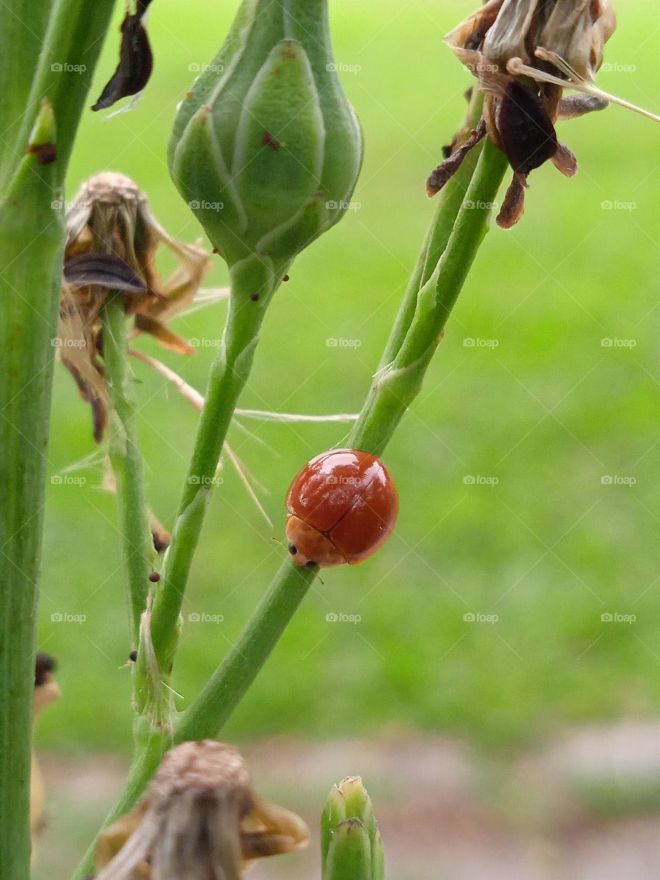 A ladybug relaxed on the branch.