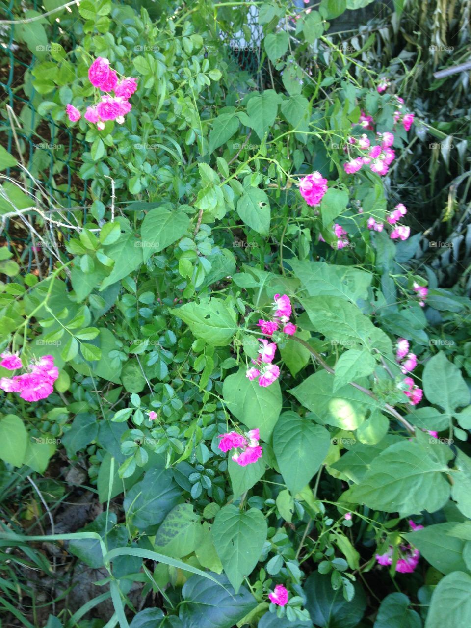 Pink Backyard Flowers