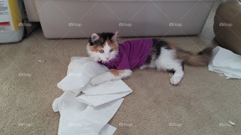 It’s fun to wear a light tee shirt and play with a pile of paper towels when you’re just a little kitten!