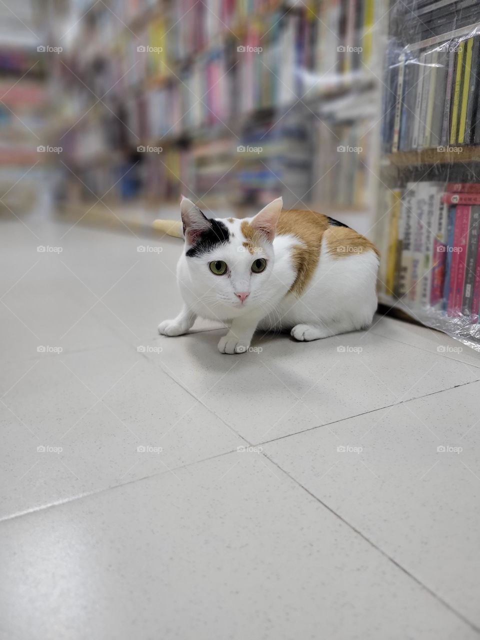 bookstore cat North Point Hong Kong