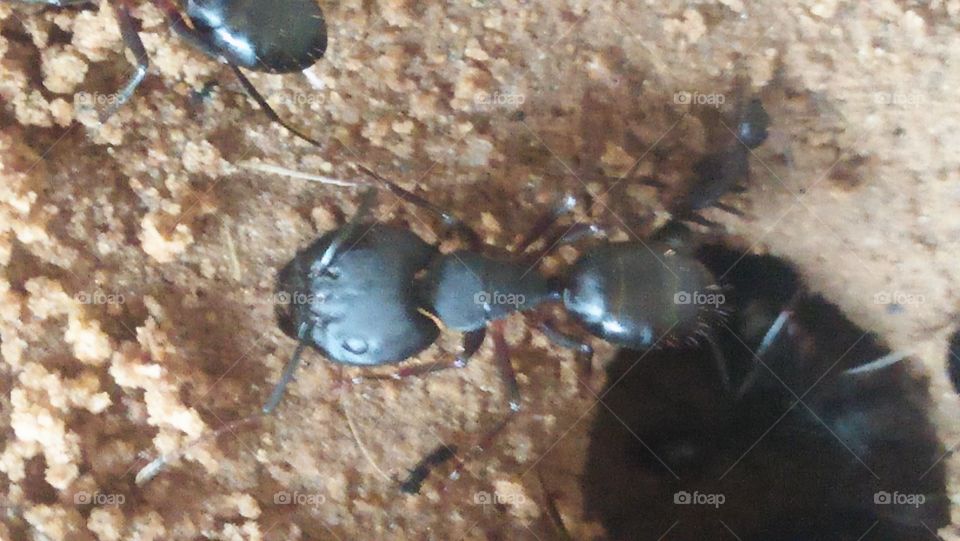 Invertebrate, No Person, One, Daylight, Beach