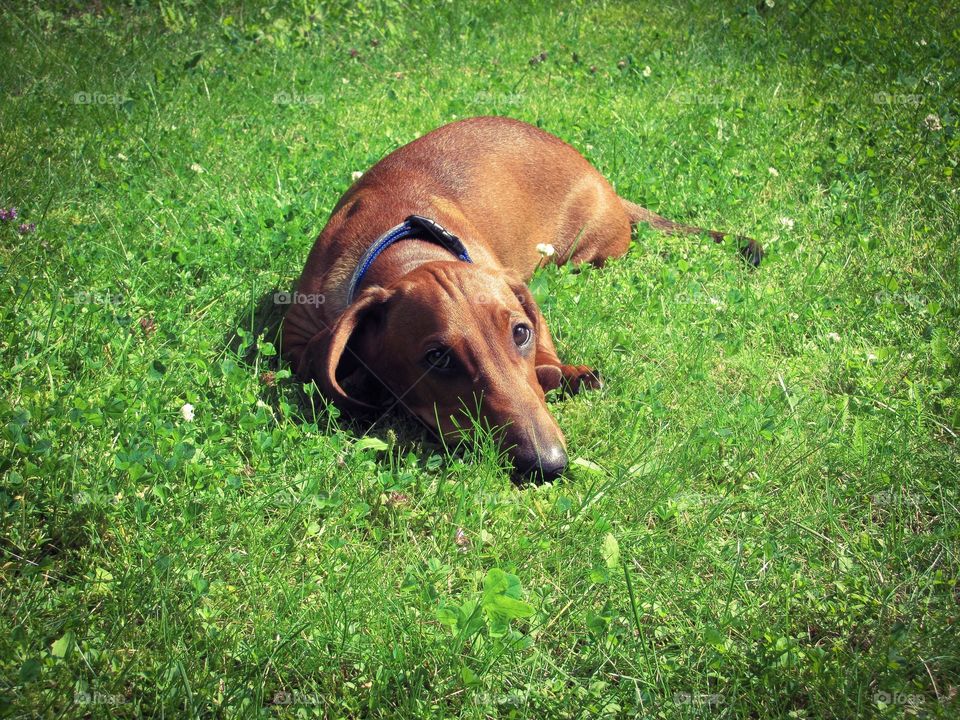 Sunny puppy. Red dachshund cub on the sunlit lawn.