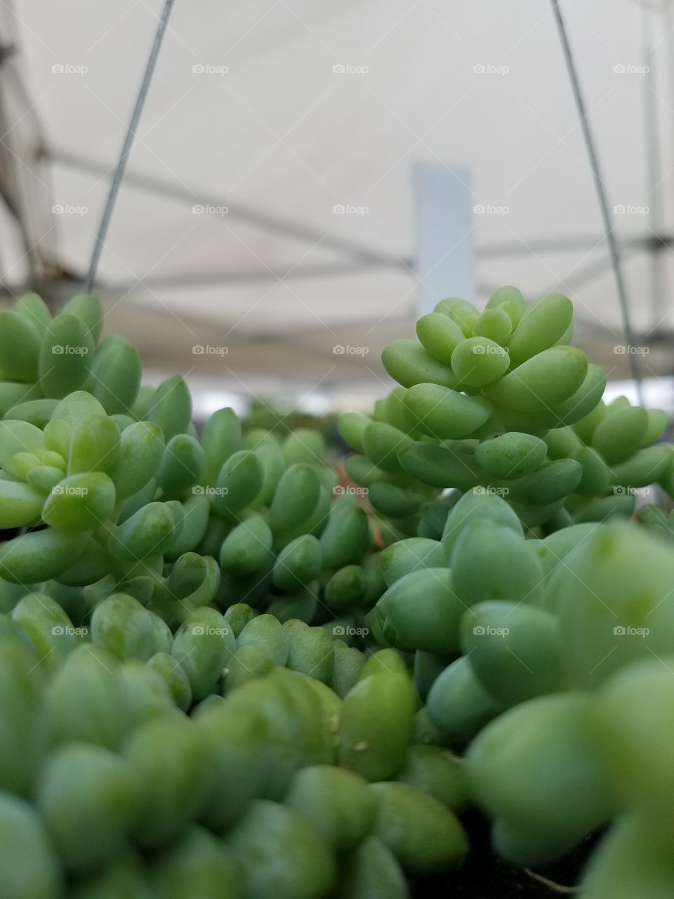 Close-up of a succulent plant