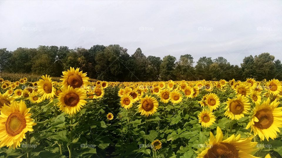 Sunflower field. A maze of sunflowers