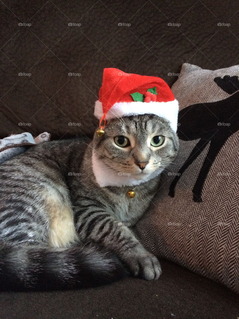 Santa hat cat 