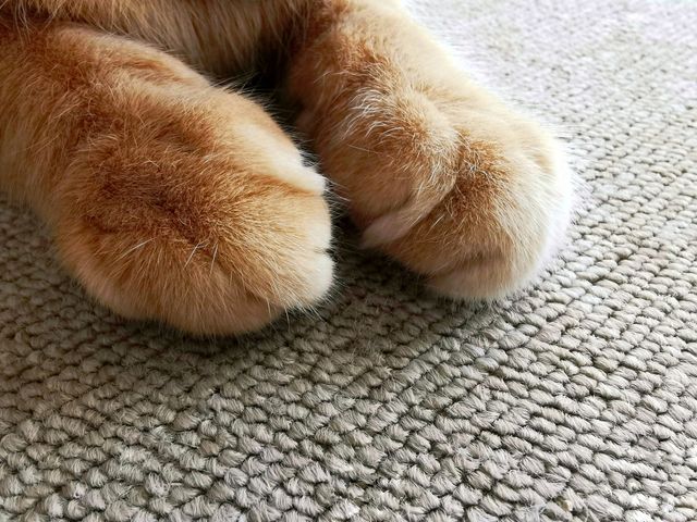 Ginger cat paws closeup on the carpet or rug. Cat sitting on the carpet or rug.