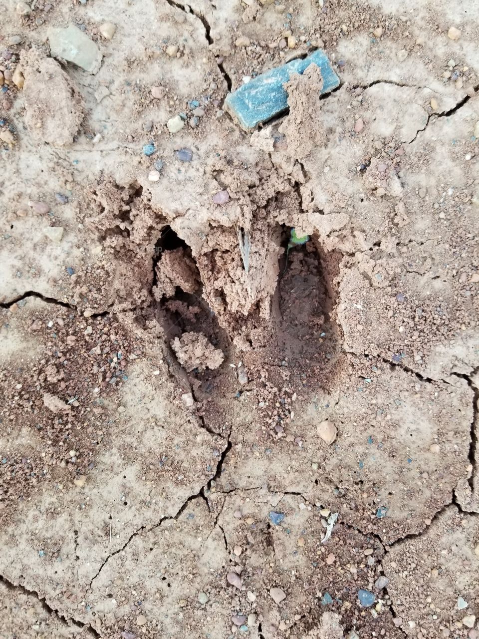 deer track