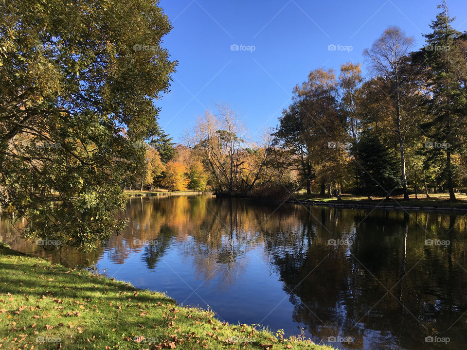 Trees reflecting in the lake 