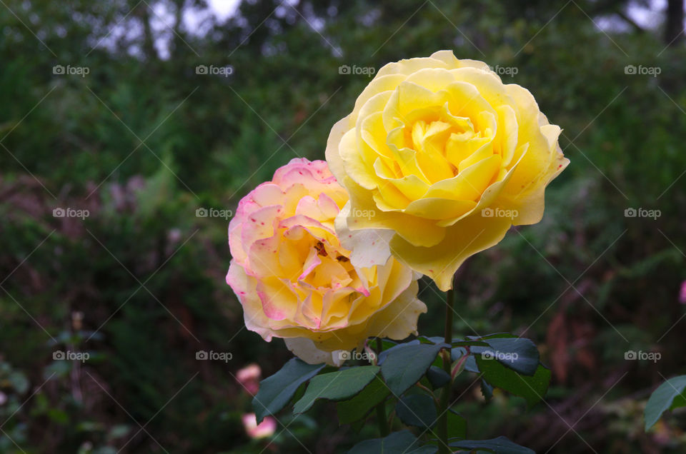 Twin Yellow roses