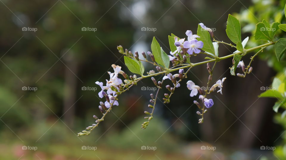 Purple Flower on the Branch...