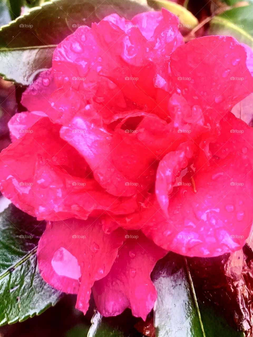 Wet camellia 