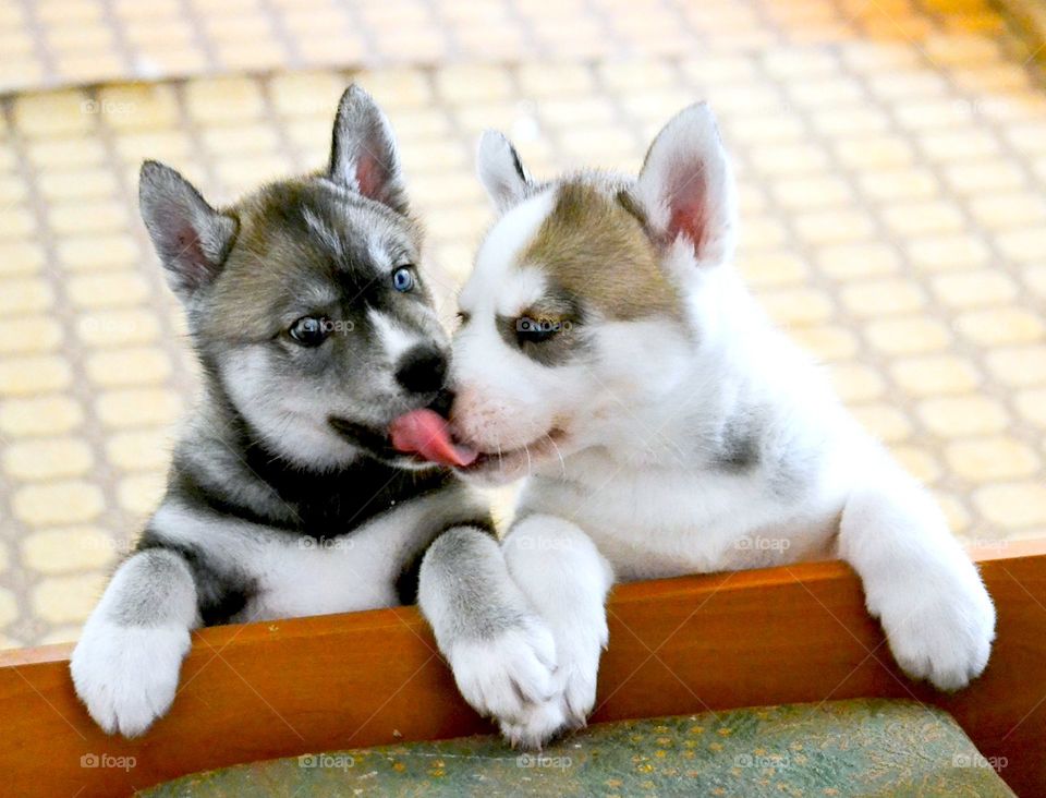 Husky dogs