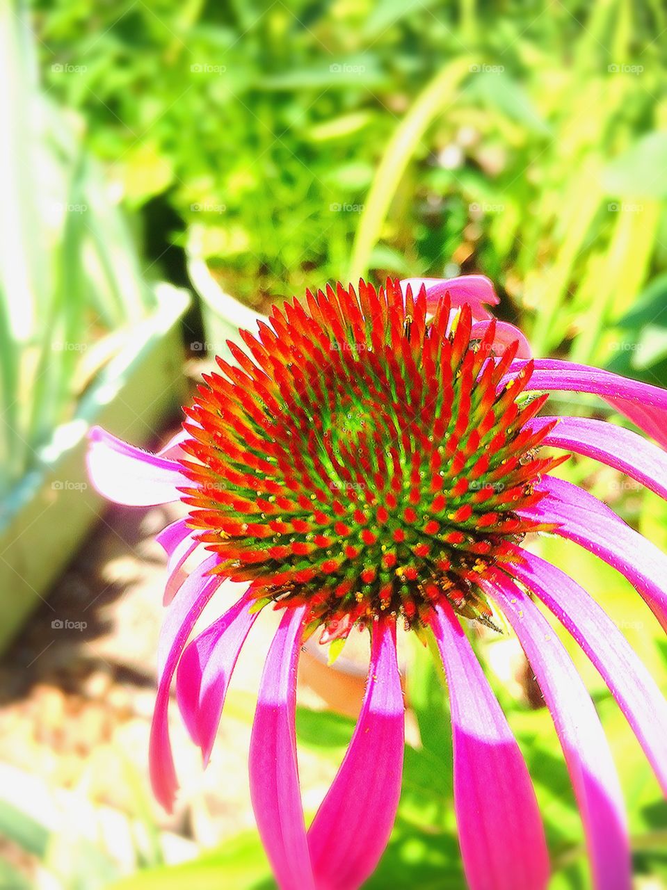 Nature, Summer, Flora, No Person, Garden