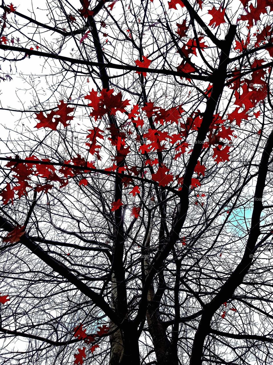 Red leaves on a dark trunk tree and a tough of light blue sky. What a sight to see. A perfect autumn colors photo!