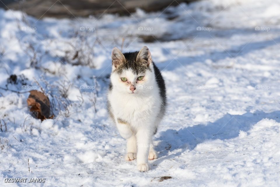 Winter cat