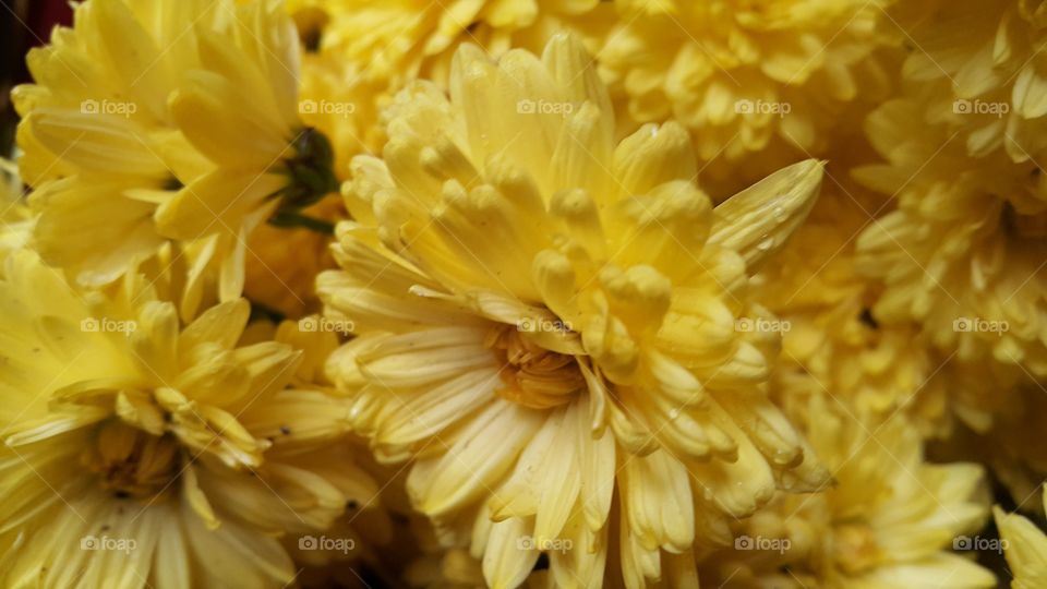 Yellow  chrysanthemum