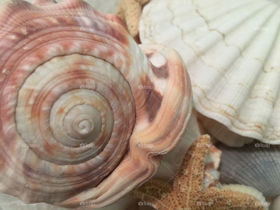 Seashell collection.