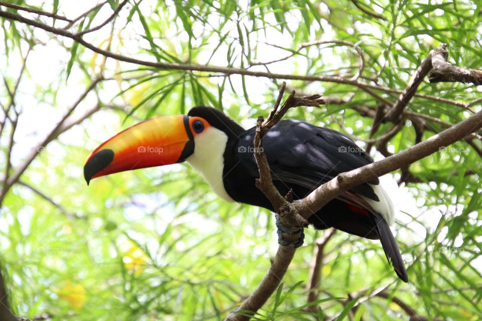 Beautiful toucan on a tree