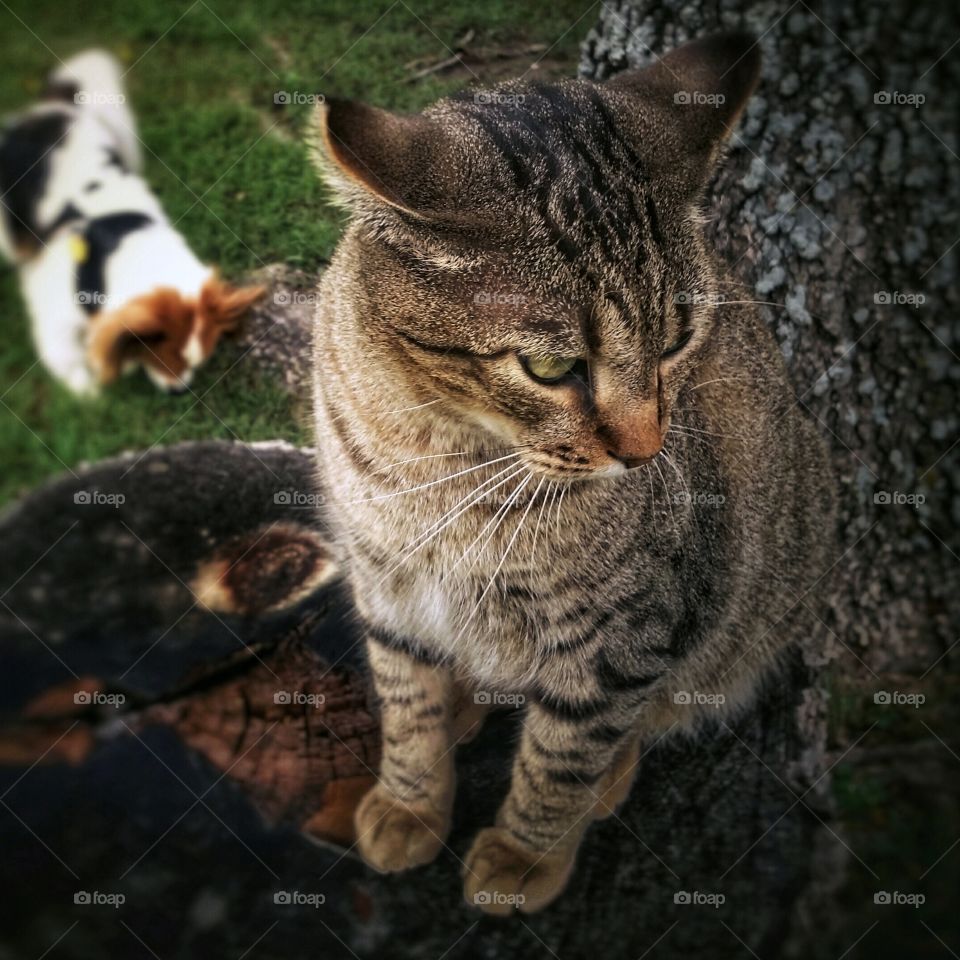 Tabby cat sitting on a tree stump looking unhappy with a Papillon pup below on the grass