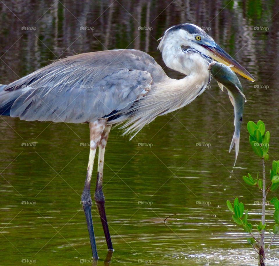 heron