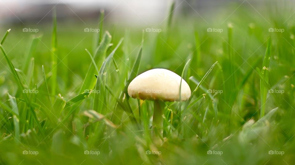 Tiny mushroom sprout in a grass field.