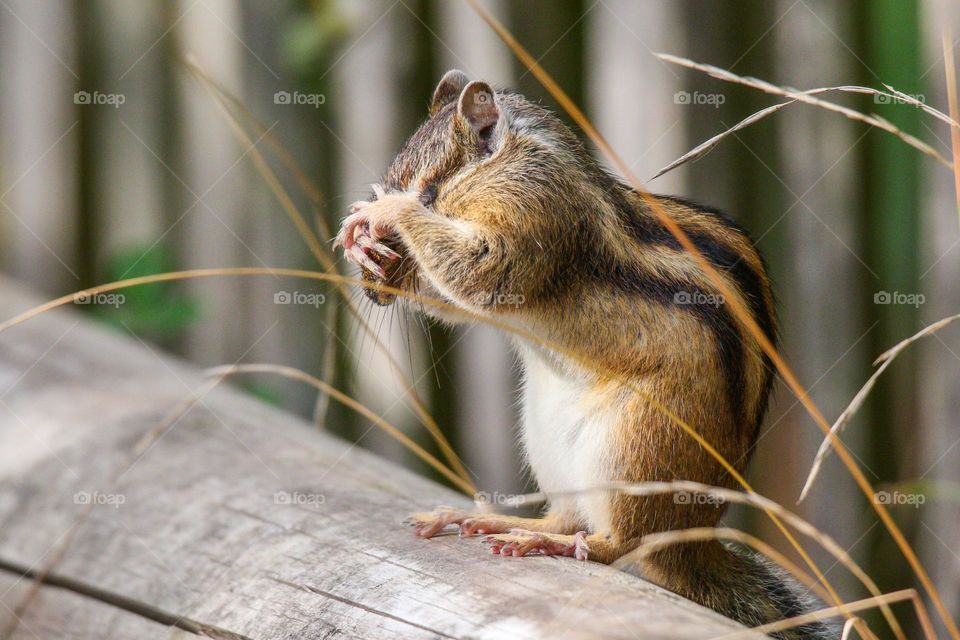 Chipmunk cleaning break, funny posture !