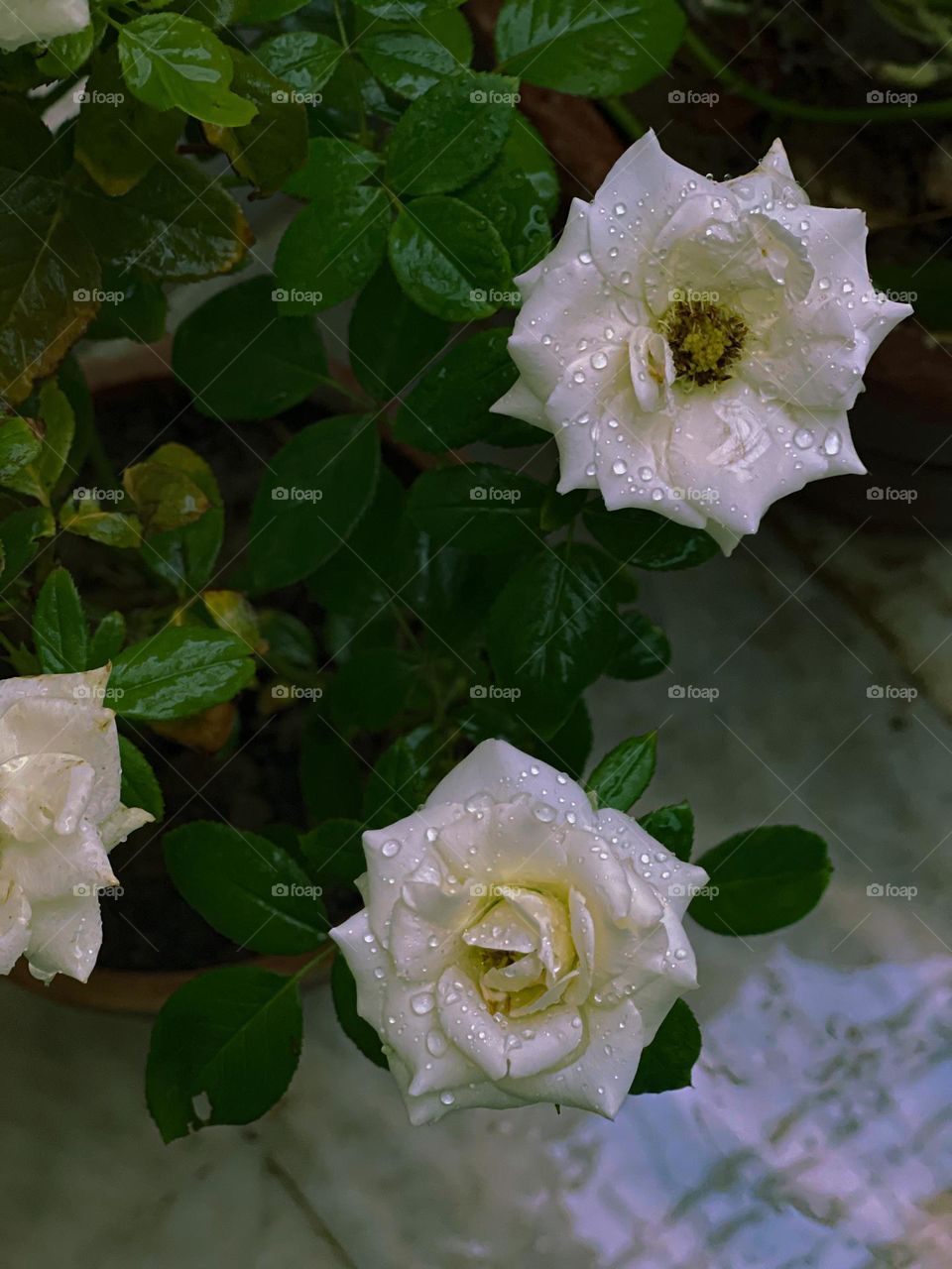 Rainy days and white rose 🌹