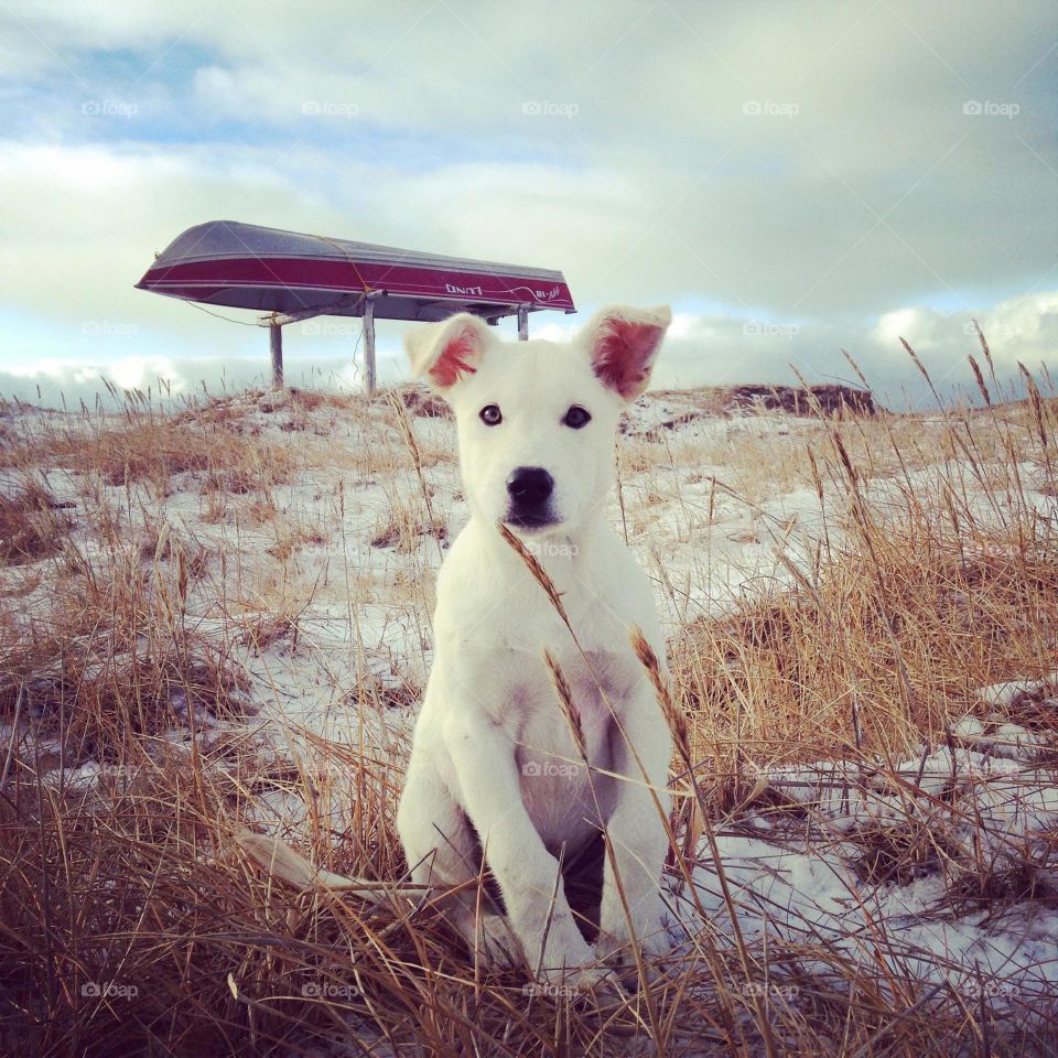 Puppy from Little Diomede Island visiting with me in Wales, Alaska.