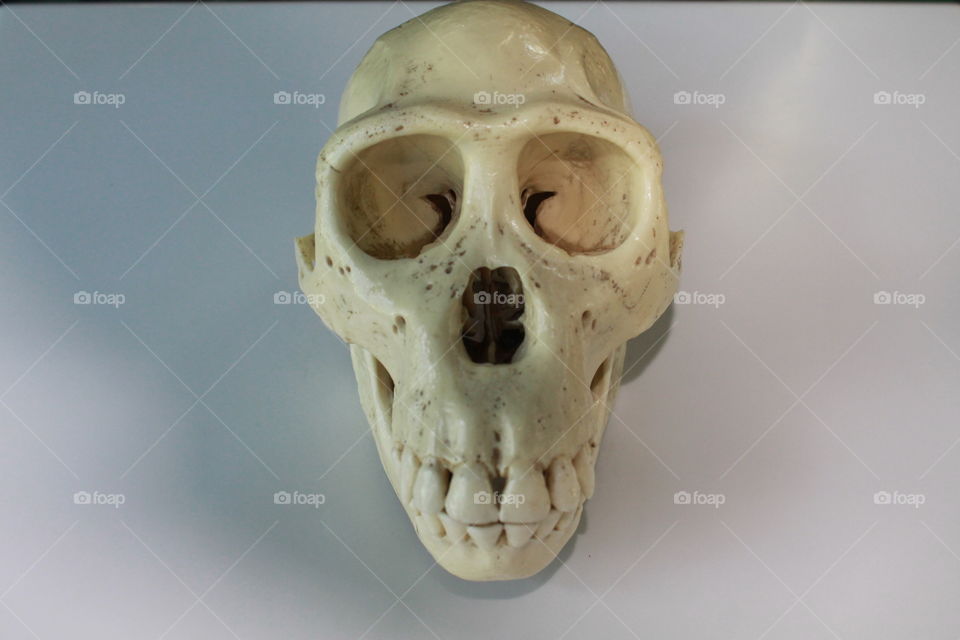 Schädel eines Bonobo Schimpansen - Skull of a bonobo chimpanzee