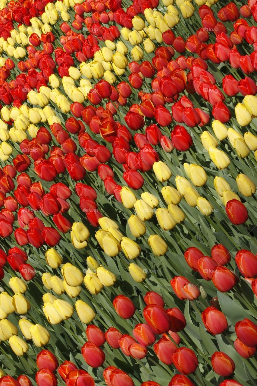 Field of colorful tulips