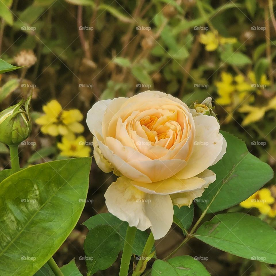 Garden roses