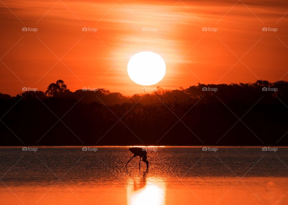 TUIUIÚ  pescando ao por do sol