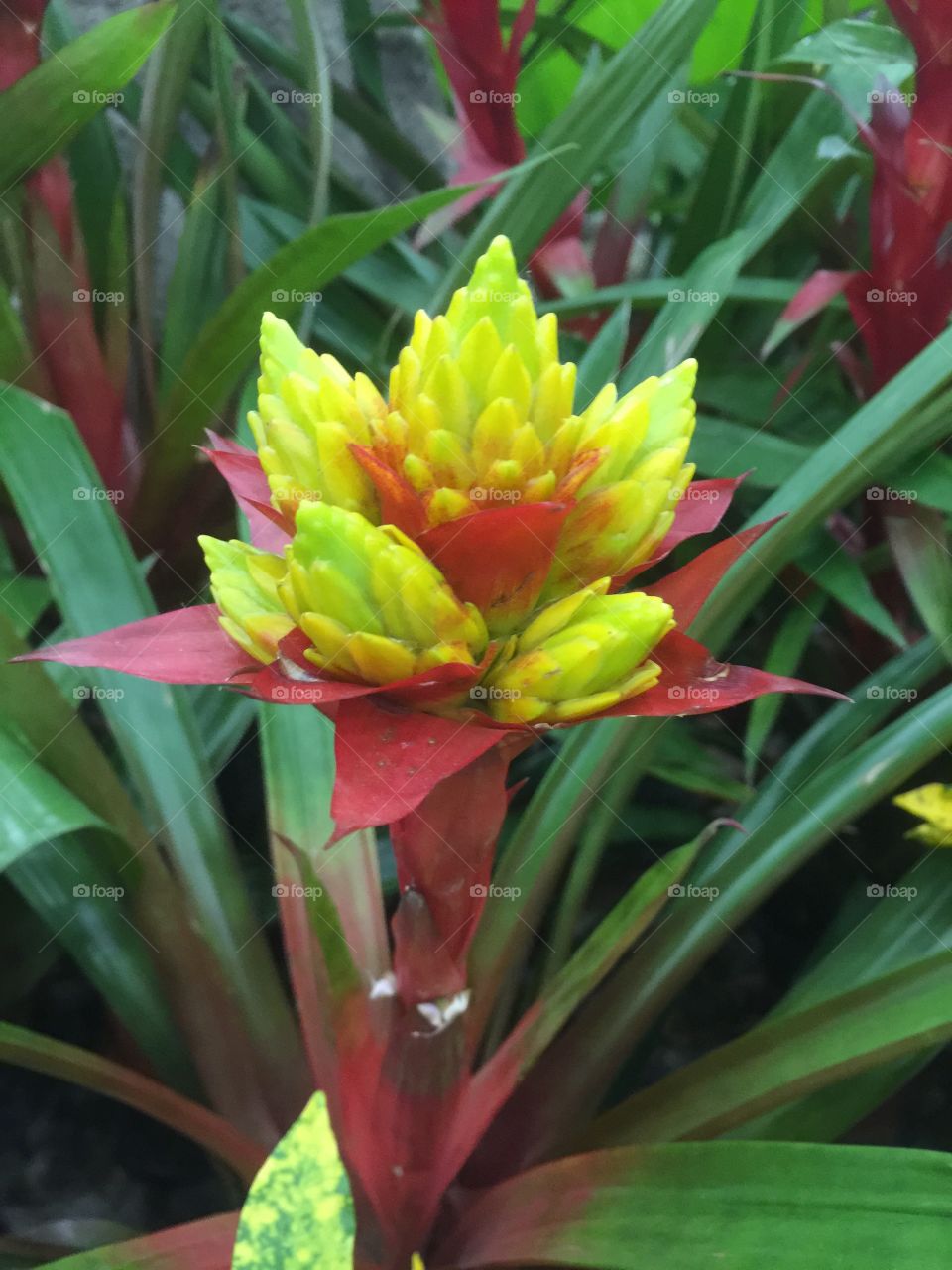 Bromeliads Flower 