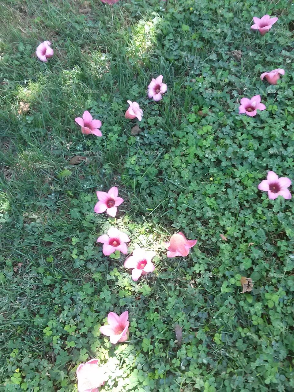 fallen flowers