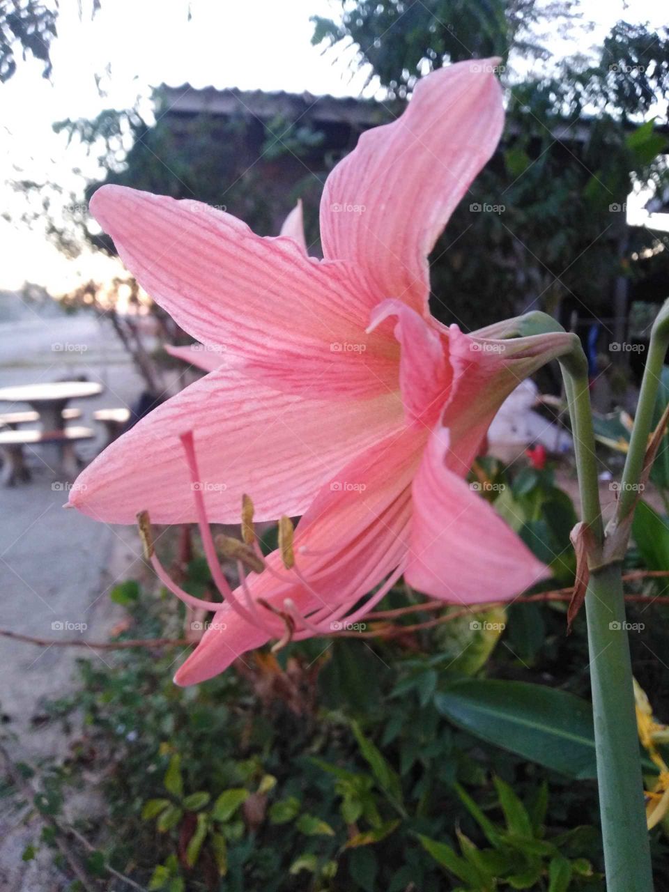 Beautiful​flower​