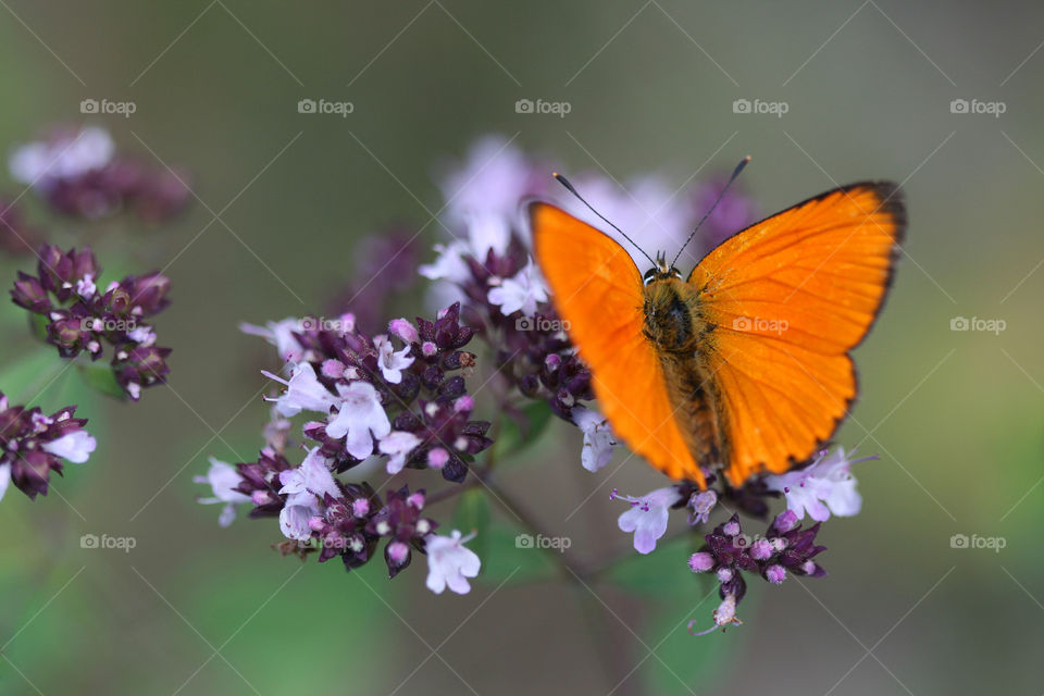 Bright colorful butterly in the summer garden