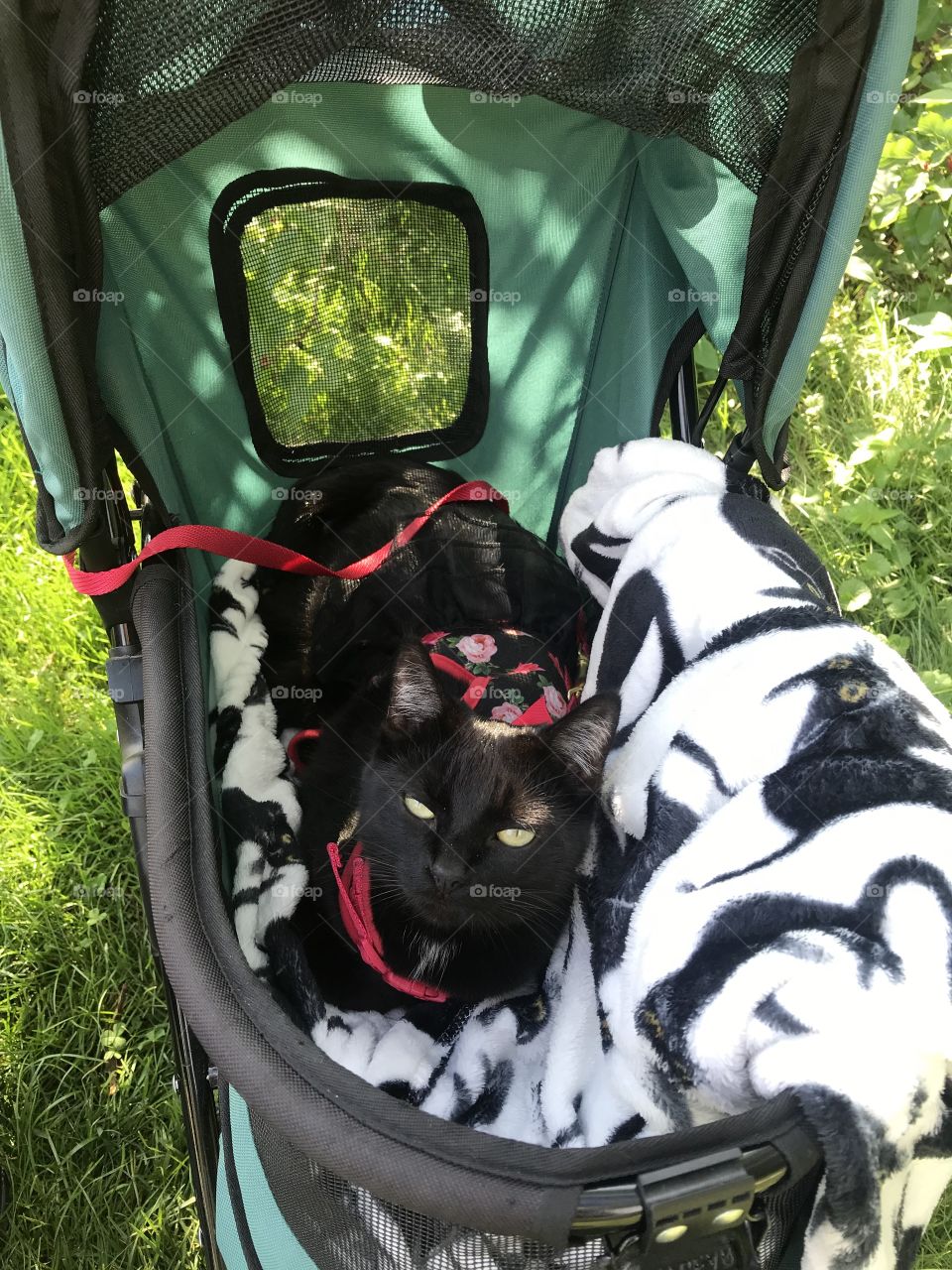 Darling black kitty cat sitting in green stroller enjoying her morning stroller ride. 