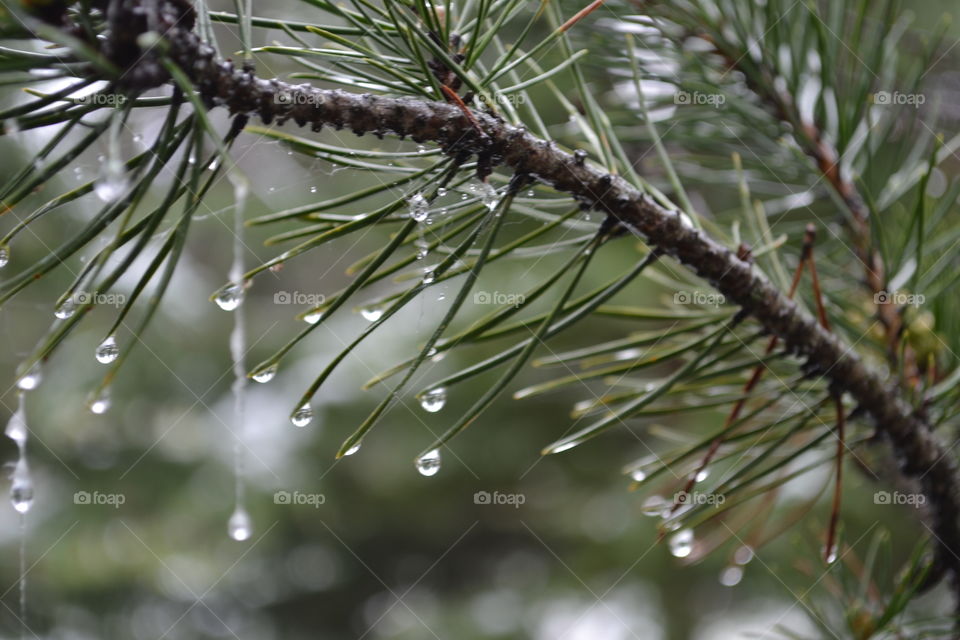 Melting snow dripping off evergreen tree