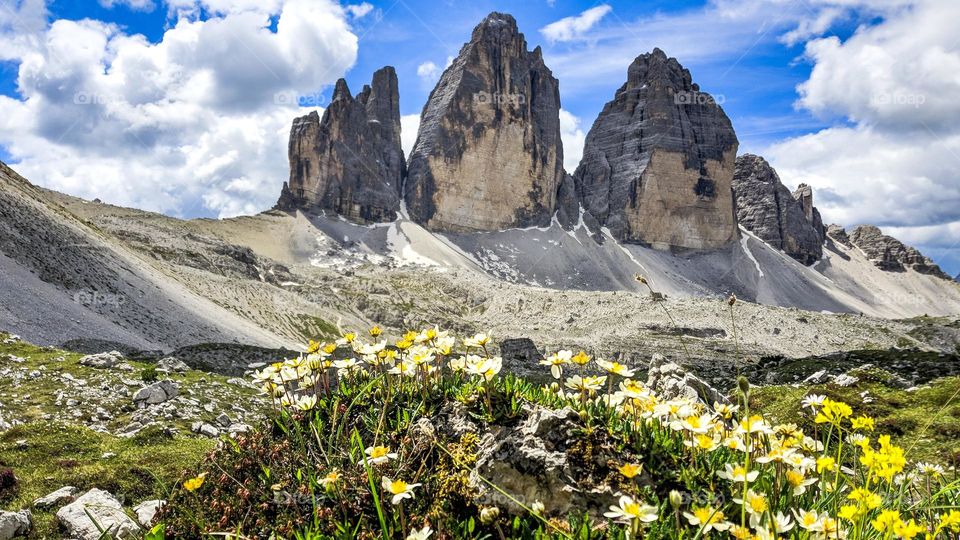 Beautiful spring flowes in front of amazing mountain peaks at Tre Cime di Lavaredo national park in Italy