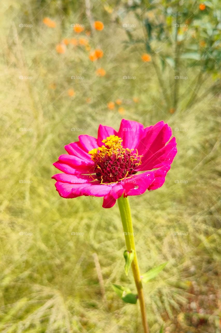 Beautiful Pink Flowers, Flowers World, Pink Flower, Flowers Photography,