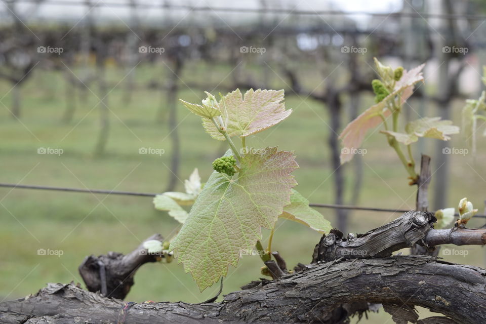 grape vine vineyard