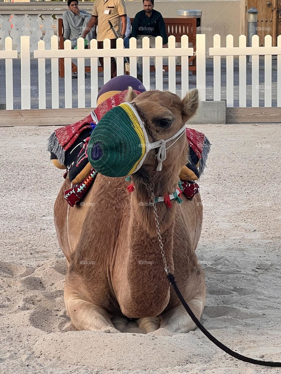 Camel desert 