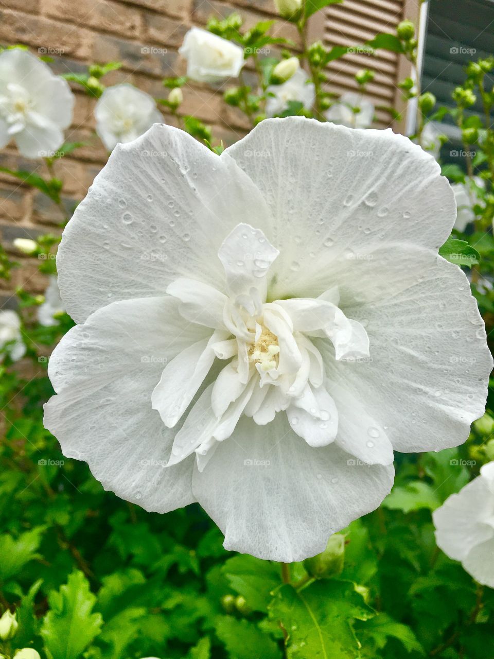 White Flower 