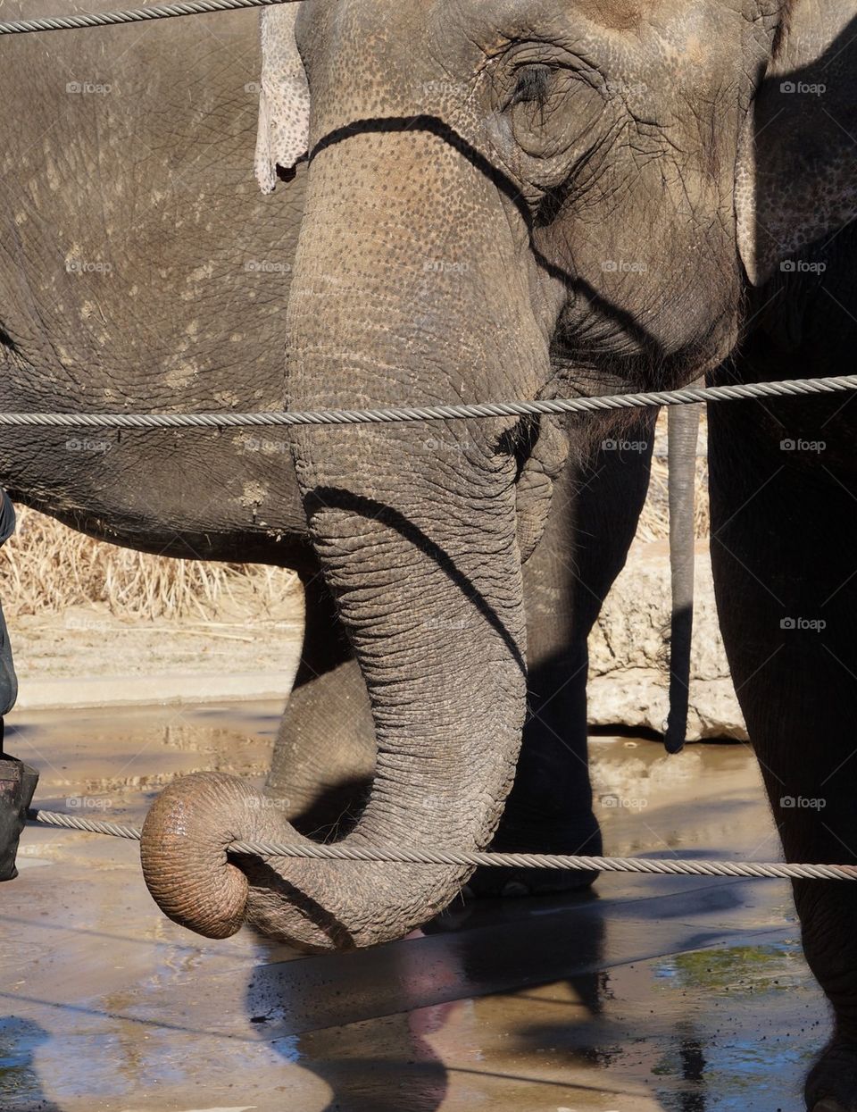 Elephant trunk