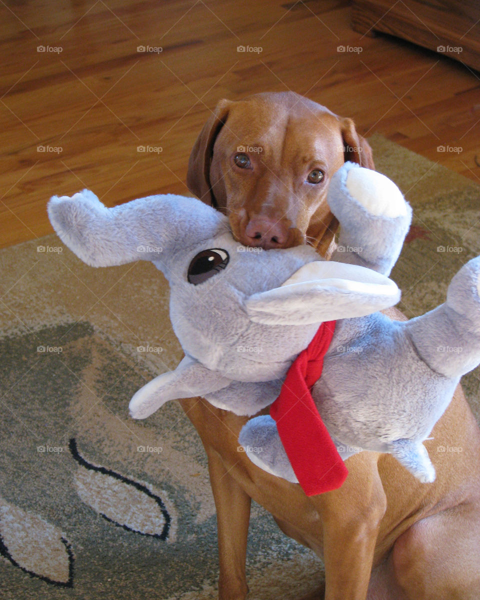 Viszla posing with stuffed animal in her mouth