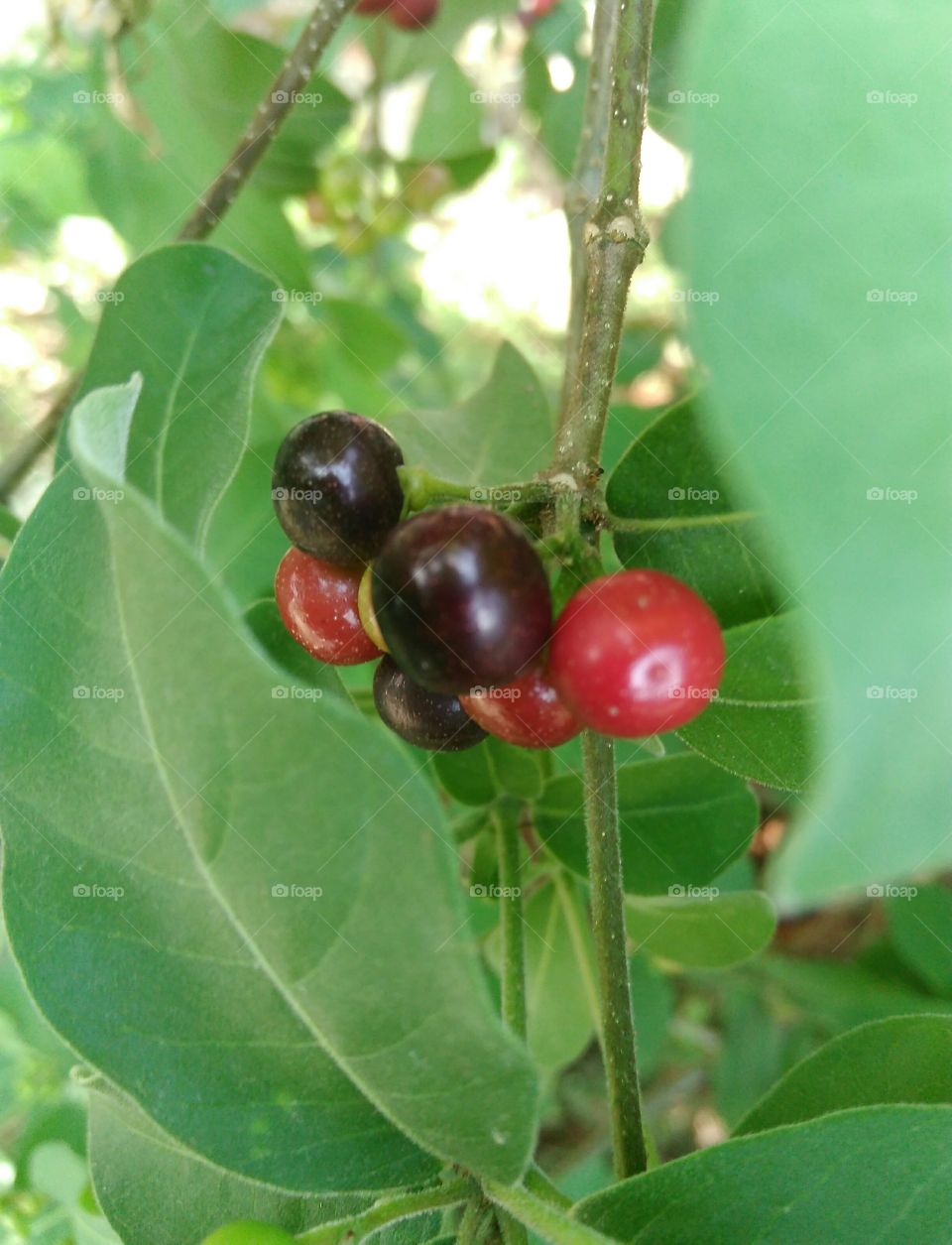 fruit