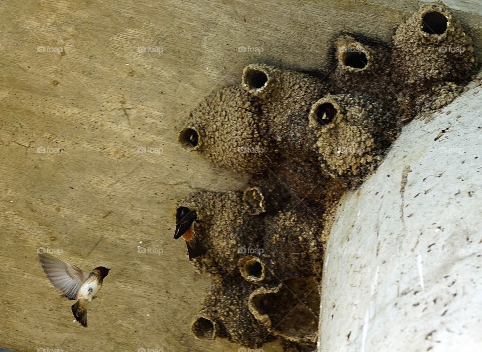 Cliff Swallow Homes