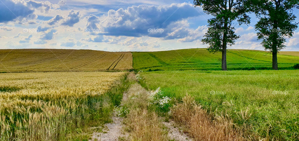 Path between rye and string bean fields in the early summer