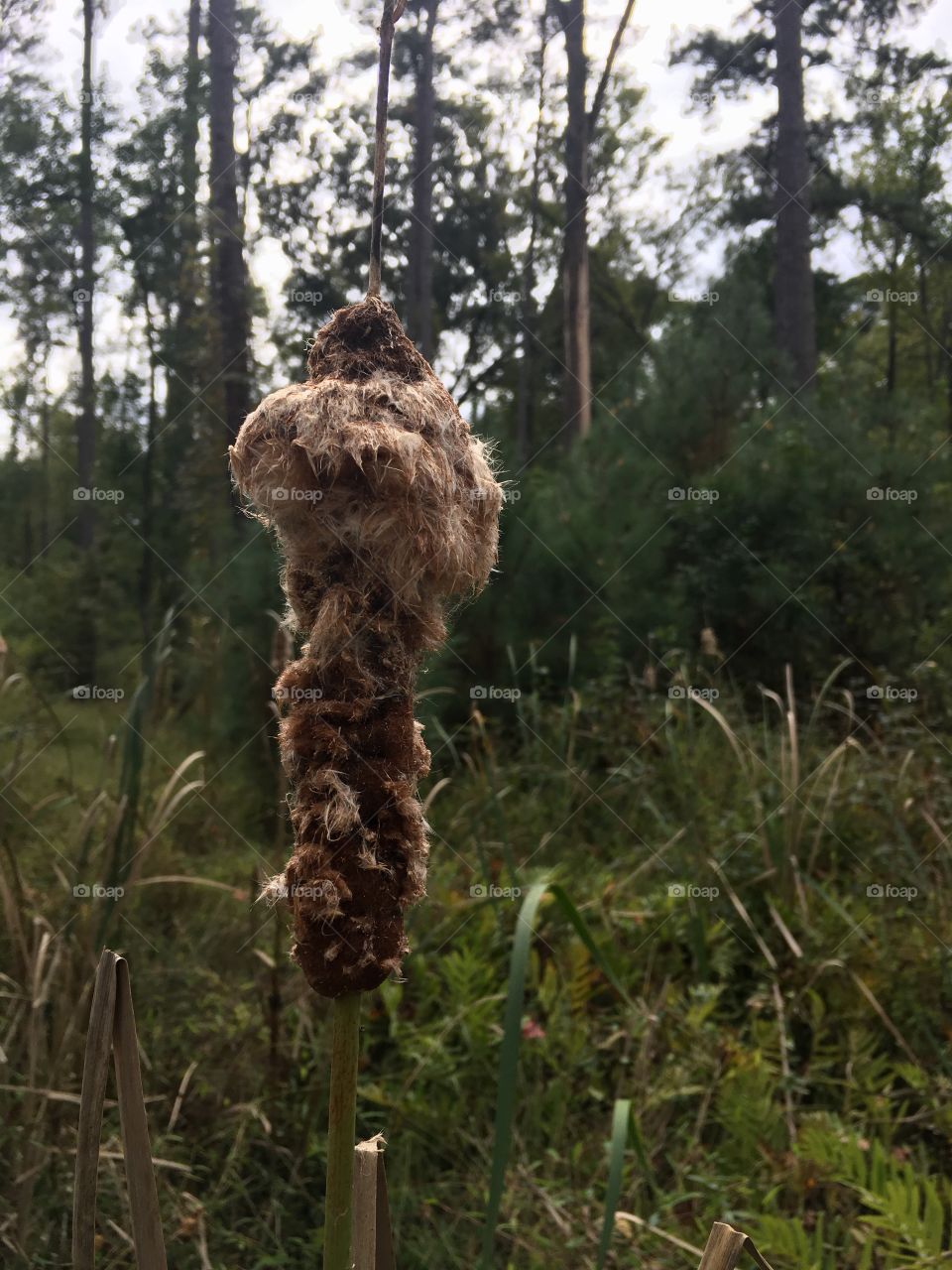 A fading cattail